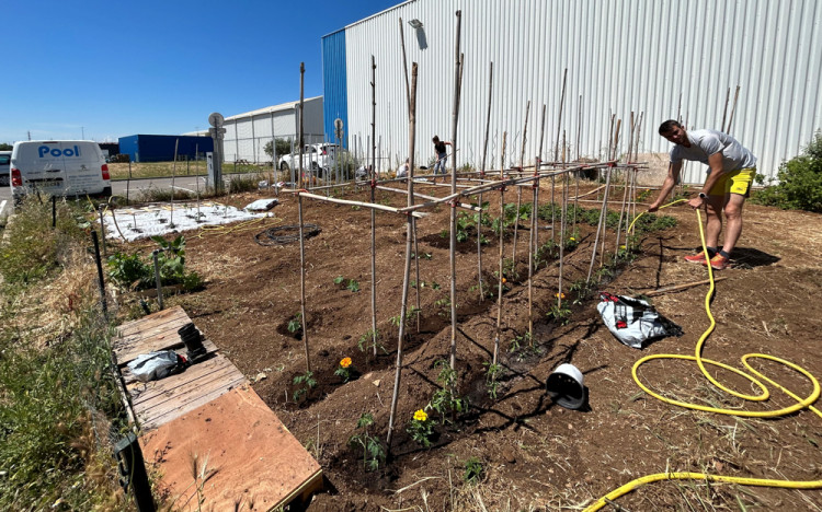 Le potager cultivé par les collaborateurs Pool Technologie