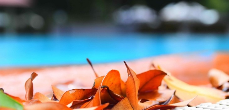 feuilles mortes devant piscine entretien
