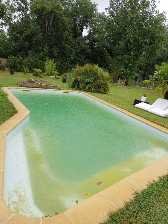 algues jaunes dans piscine