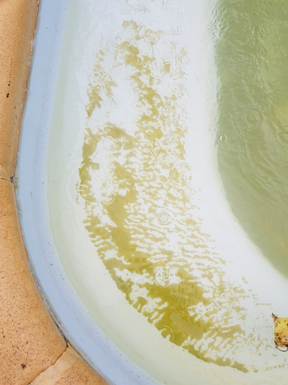 algues jaunes dans une piscine