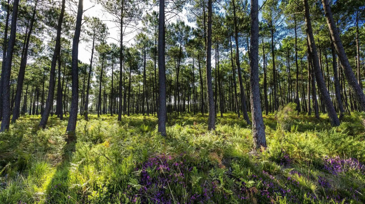 Forêt des Landes à Biscarosse pin maritime pour piscines bois Détente Piscines