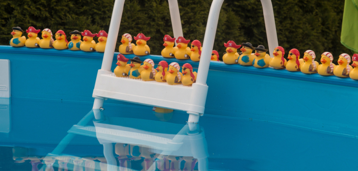 canards au bord d'une piscine hors-sol